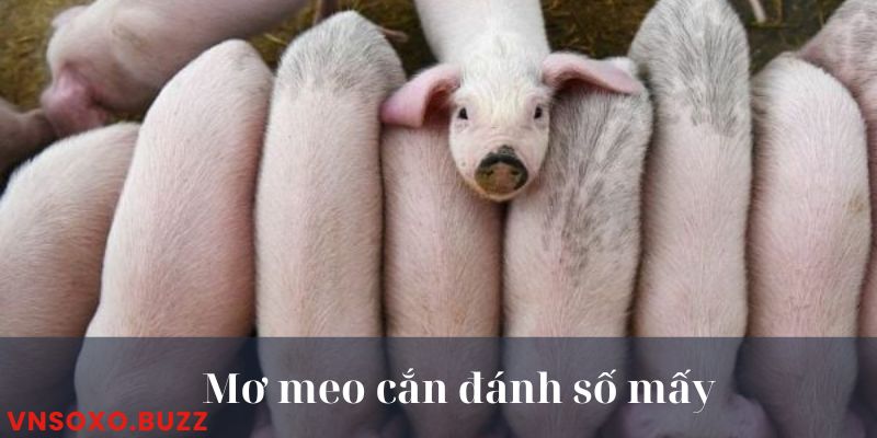 Chiêm bao nằm mơ thấy heo đánh số mấy khi heo cắn