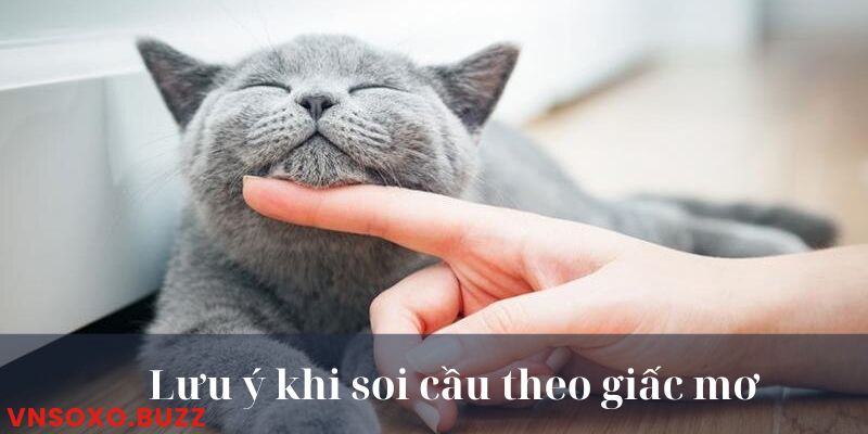 Một số lưu ý khi tham gia cược xổ số lô đề theo giấc mơ thấy mèo 