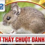 Nằm mơ thấy Chuột đánh số mấy