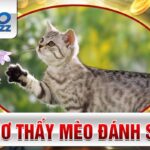 Nằm mơ thấy Mèo đánh số mấy